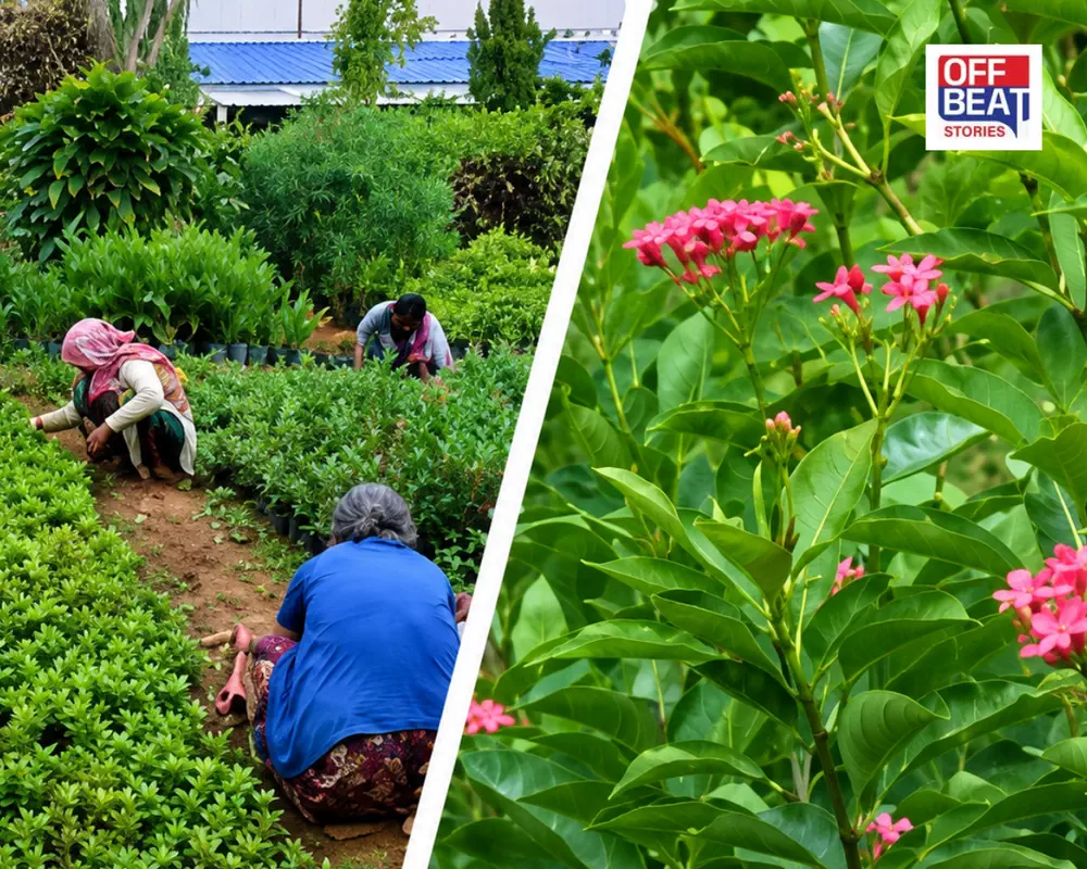 ગુજરાતને હરિયાળું બનાવવા મેગા પ્લાન