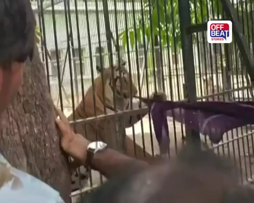 જૂનાગઢના સક્કરબાગ ઝૂમાં વાઘની પજવણીનો VIDEO વાયરલ