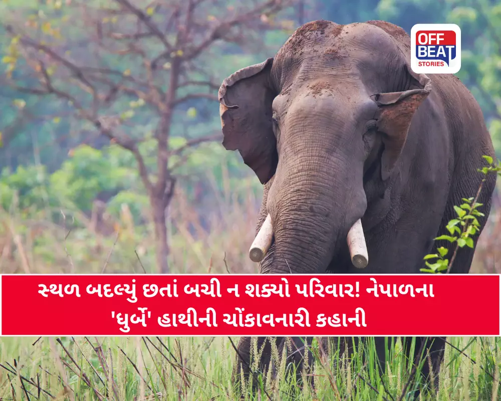 14 વર્ષ, એક જ પરિવાર અને એ જ ‘કાતિલ’ હાથી!
