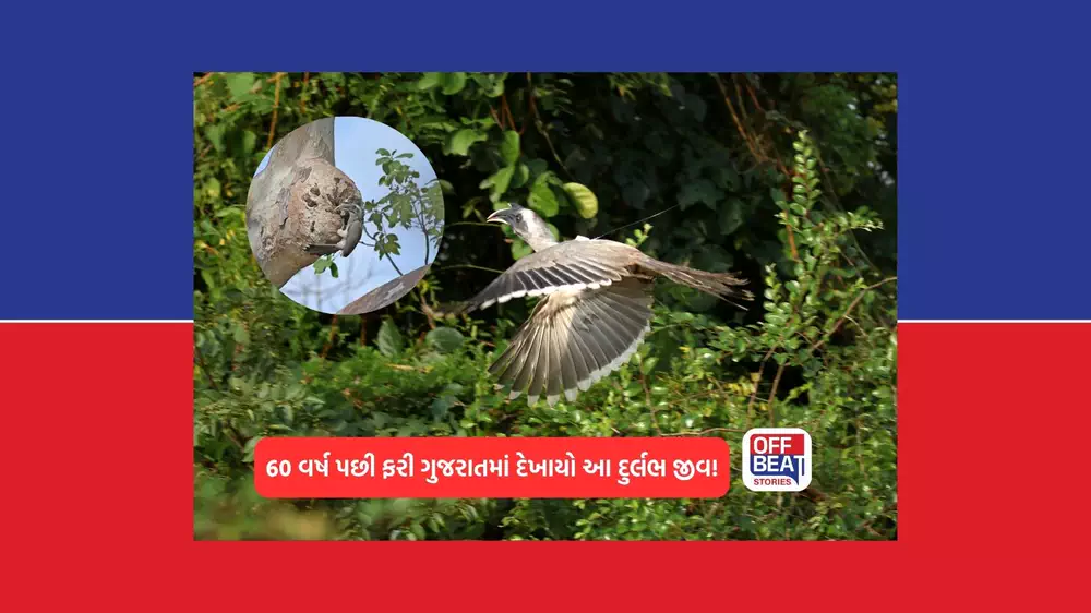 ગીરમાં 60 વર્ષ બાદ ફરી ગૂંજ્યો ચિલોત્રાનો કલરવ!