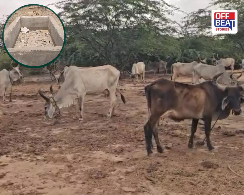 કચ્છમાં ચોમાસું ખેચાતાં માલધારીઓ પર આફત