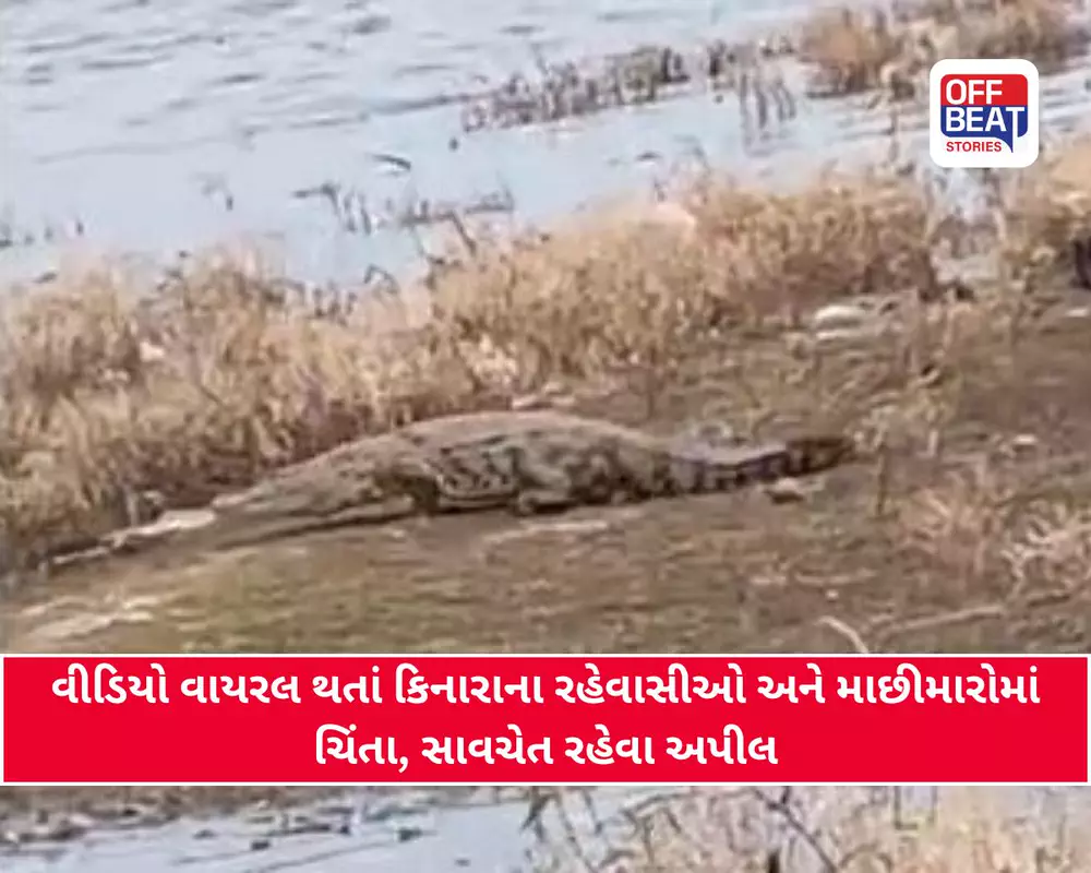 તાપીમાં એકસાથે 4થી 5 મગરો દેખાતાં ફૂલપાડા-અમરોલીમાં ભયનો માહોલ;