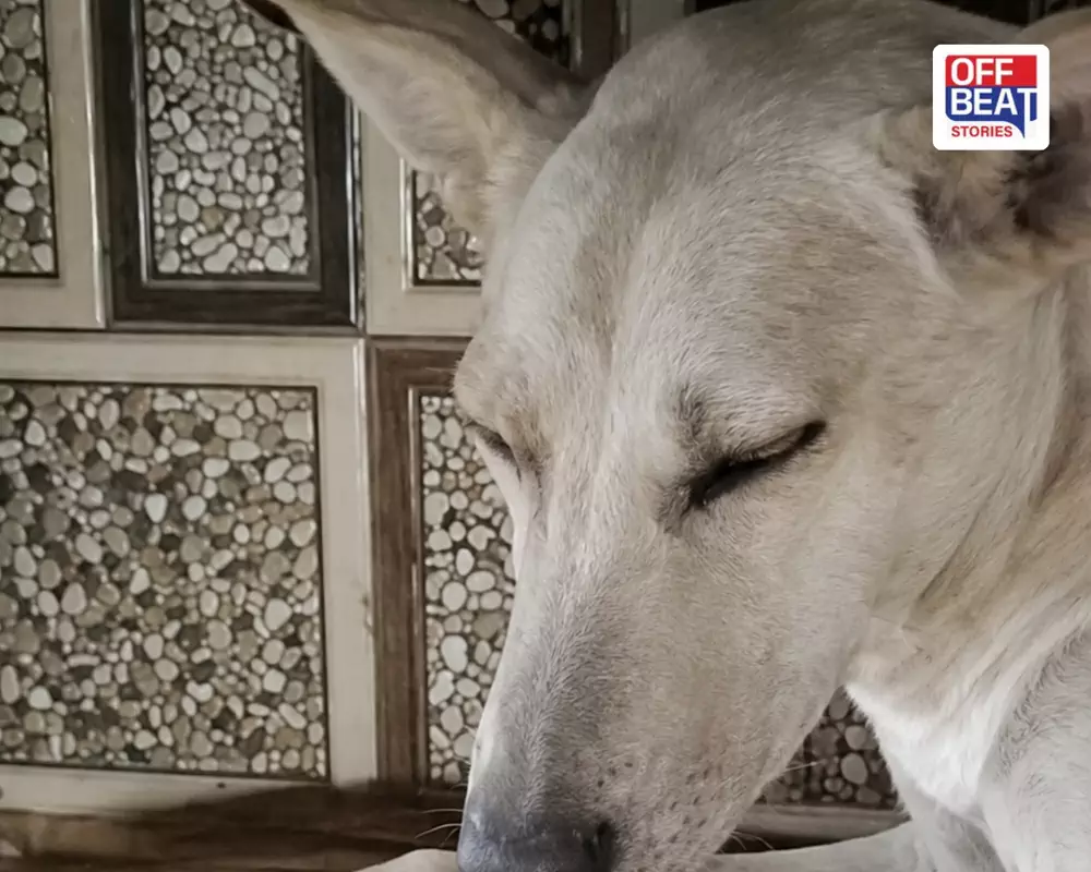 મહેસાણામાં શ્વાન સાથે ક્રૂરતા
