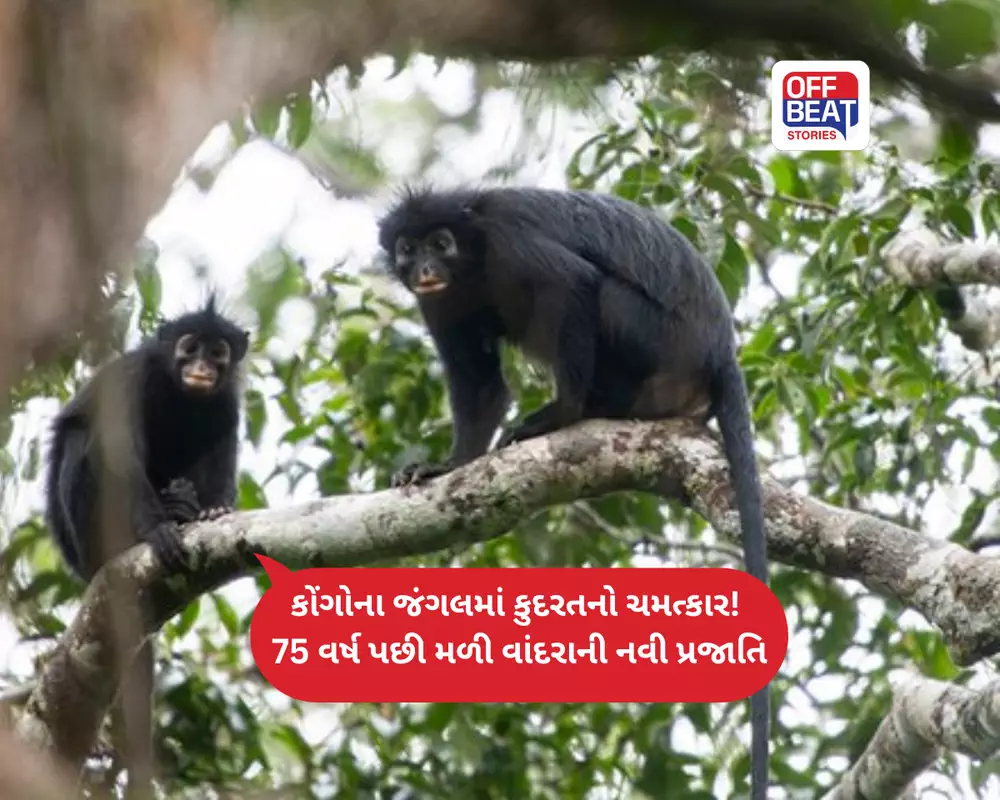 16 વર્ષની શોધ પછી મળી દુનિયાને વાંદરાની નવી પ્રજાતિ!