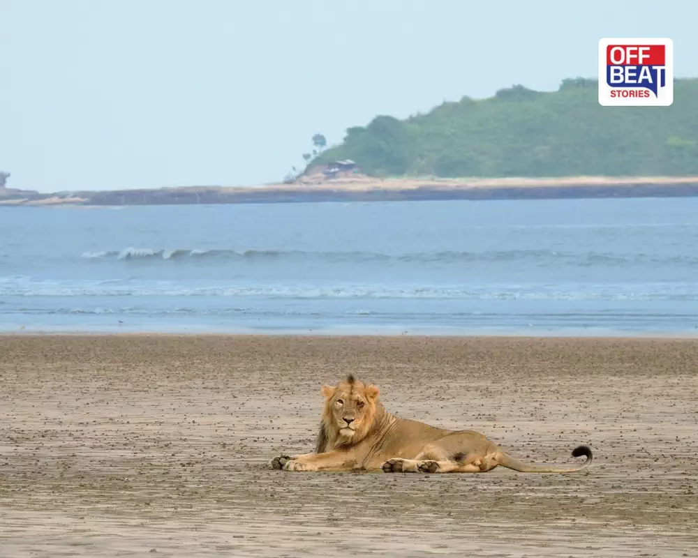 દરિયાકાંઠાના સિંહોને લઈને મોટો ખુલાસો