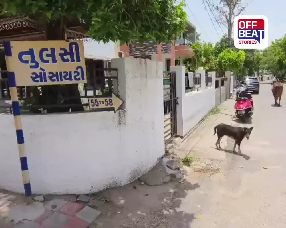 વડોદરાના વાઘોડિયા રોડ પર રખડતા શ્વાનોનો આતંક