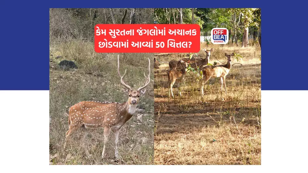 દીપડાઓના આતંકને રોકવા સુરતના જંગલોમાં છોડવામાં આવ્યાં 50 ચિત્તલ