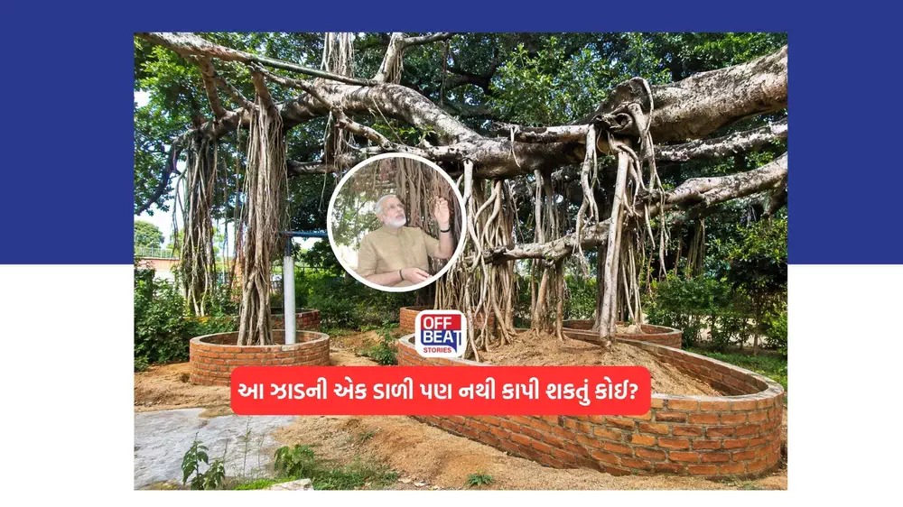એક એવું ઝાડ, જેની એક પણ ડાળી કાપવાની કોઈ નથી કરતું હિંમત