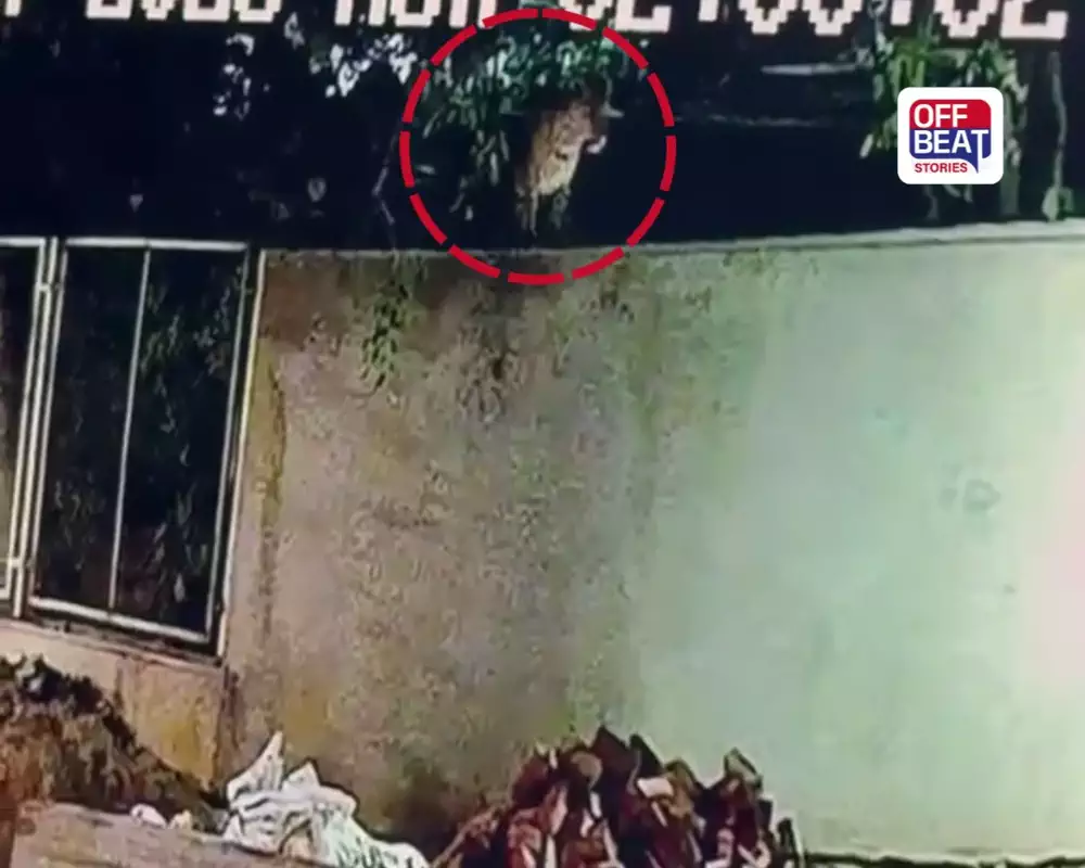 Ahmedabad Ghuma Leopard