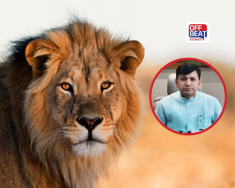 Amreli Lion Attack