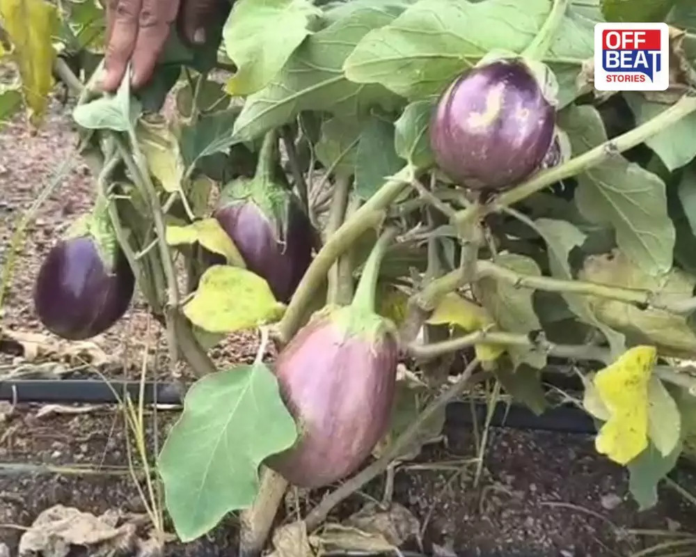 ભાવનગરના ખેડૂતોની મહેનત પર ફરી વળ્યું પાણી