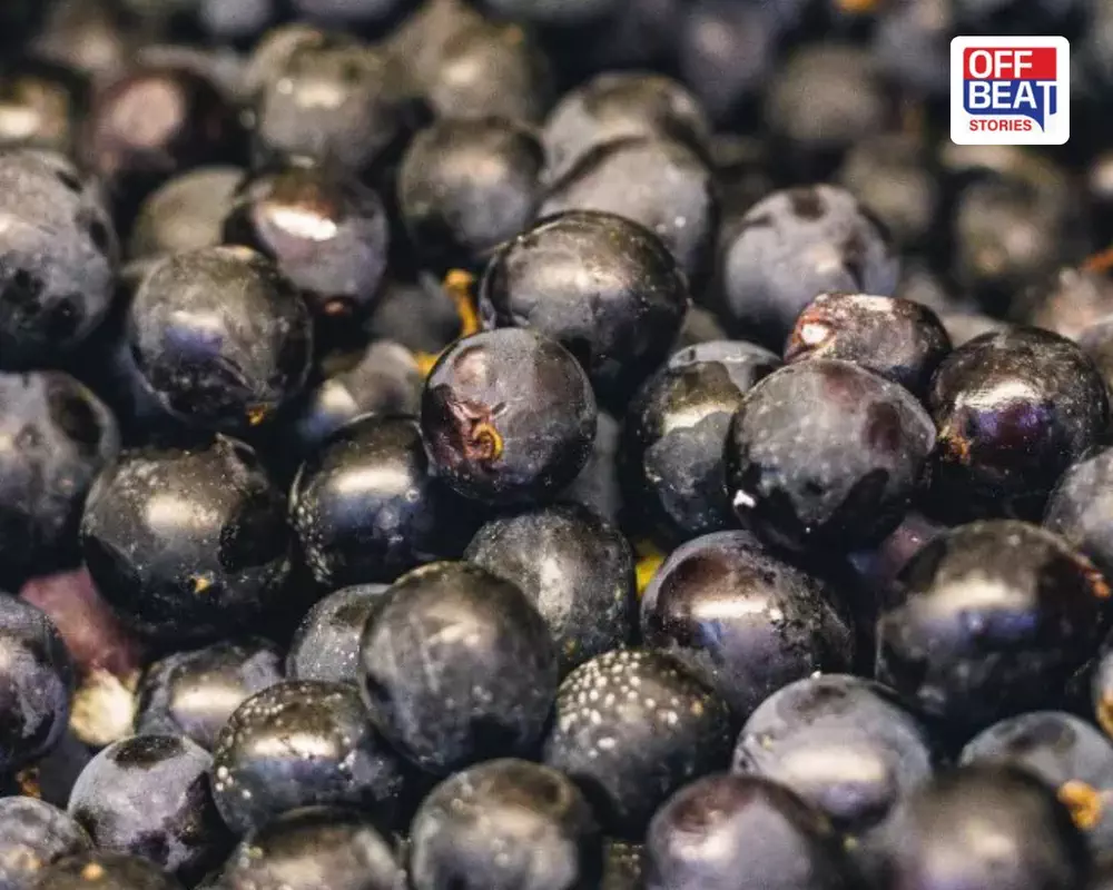 જાંબુ ખાવાથી શરીરને મળે છે આ 5 મોટા ફાયદા