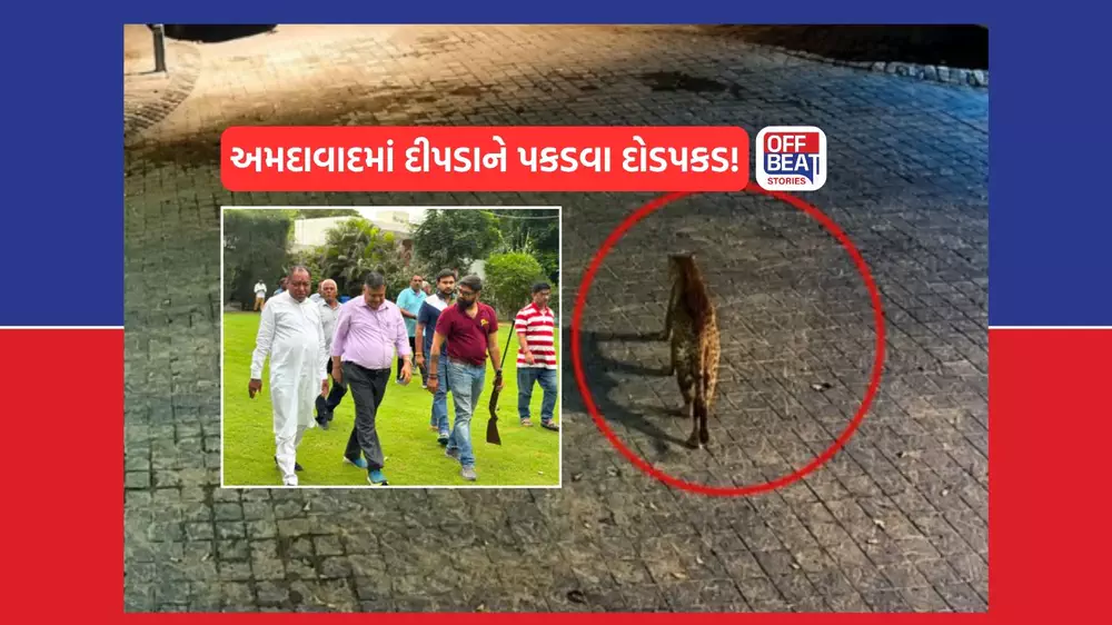 અમદાવાદના ઘુમા ગામમાં ઘુસ્યો દીપડો