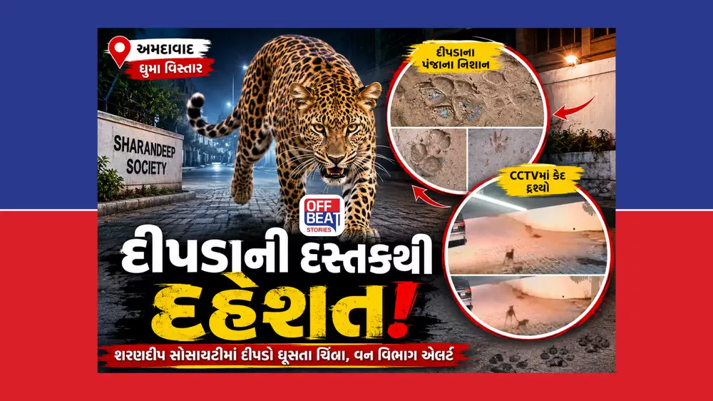 Videoમાં જંગલી જનાવર પાછળ દોડતા દેખાયા કૂતરા