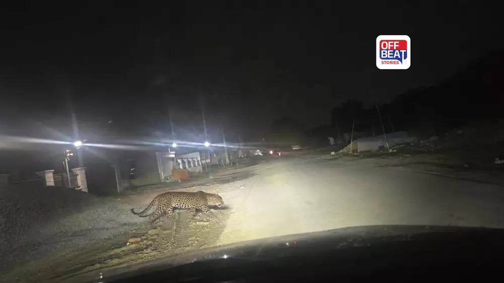 અમદાવાદમાં ફરી દીપડાની દહેશત?
