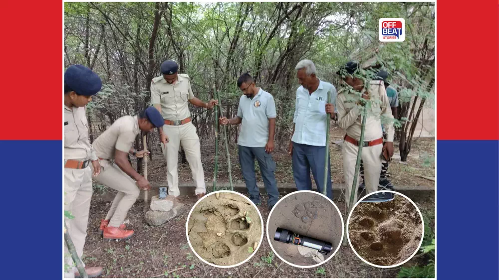 ઘુમામાં દીપડાની શોધ દરમિયાન થર્મલ ડ્રોનમાં કેદ થઈ નીલગાય