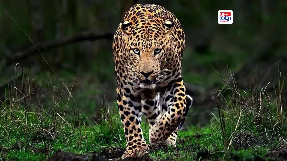 અમદાવાદમાં દીપડાની દહેશત
