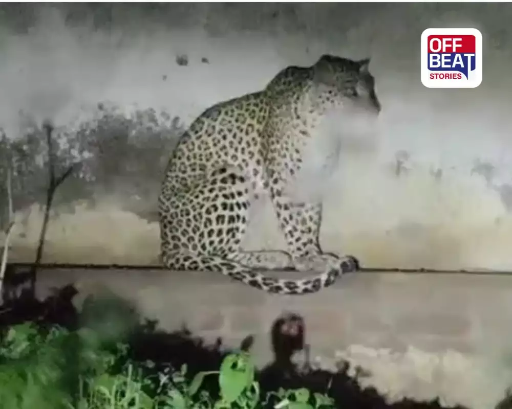 અમરેલી: ધારીના ફતેગઢ ગામે મોડી રાત્રે દીપડો દેખાતા ભારે ફફડાટ