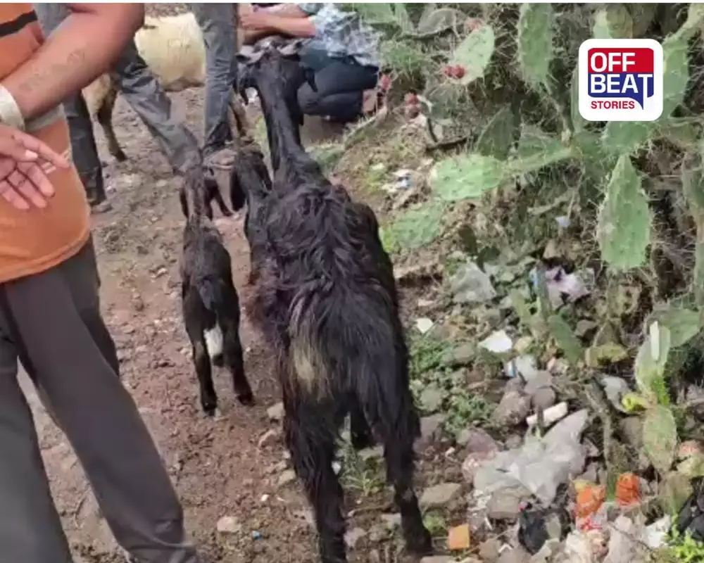 જામનગરમાં માલધારીઓને મોટો ફટકો