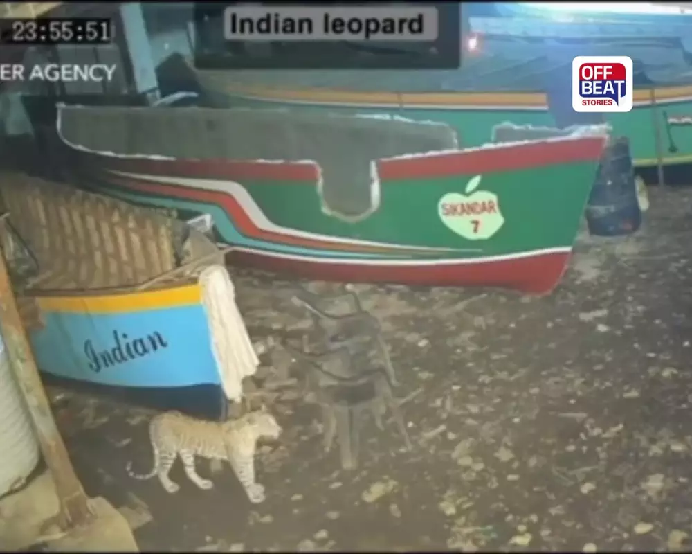 જુનાગઢમાં દીપડાનો આતંક યથાવત!