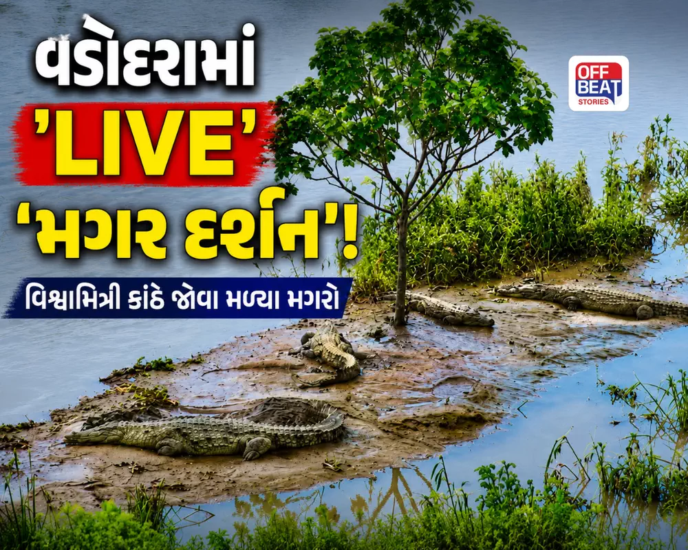વડોદરામાં LIVE 'મગર દર્શન'!