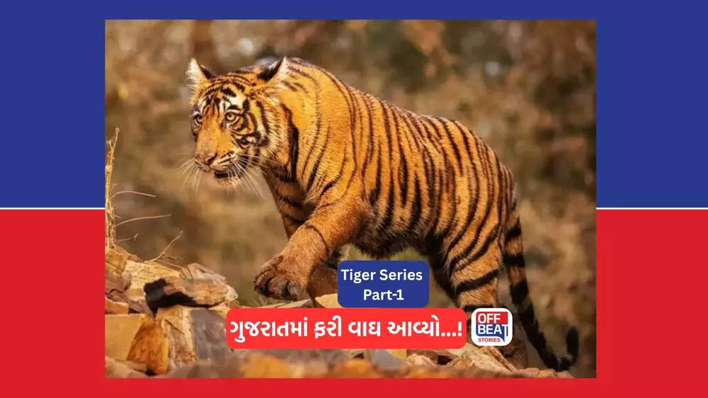 ગુજરાતમાં ફરી વાઘની દસ્તક!