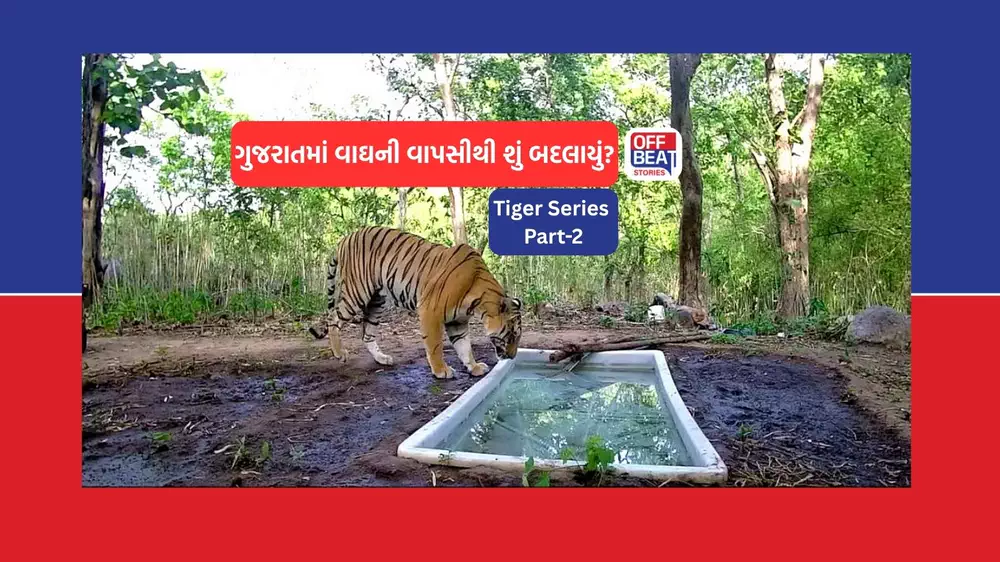 ગુજરાતના જંગલોમાં વાઘની વાપસીથી વન્યજીવ સંરક્ષણમાં શું બદલાયું?