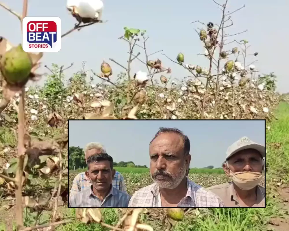 અમરેલીના સરસીયામાં કપાસના પાક પર સંકટ!: મોંઘા બિયારણ અને ખાતર બાદ પણ પાક સુકાઈને ખાખ, ખેડૂતોએ કરી સર્વે અને સહાયની માંગ!