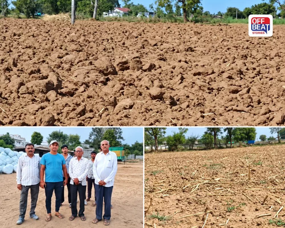 બટાકાના ભાવ વધ્યા નહીં, વરસાદ પણ ખેંચાયો: બનાસકાંઠાના ખેડૂતોની દિવાળી બગડવાની ભીતિ