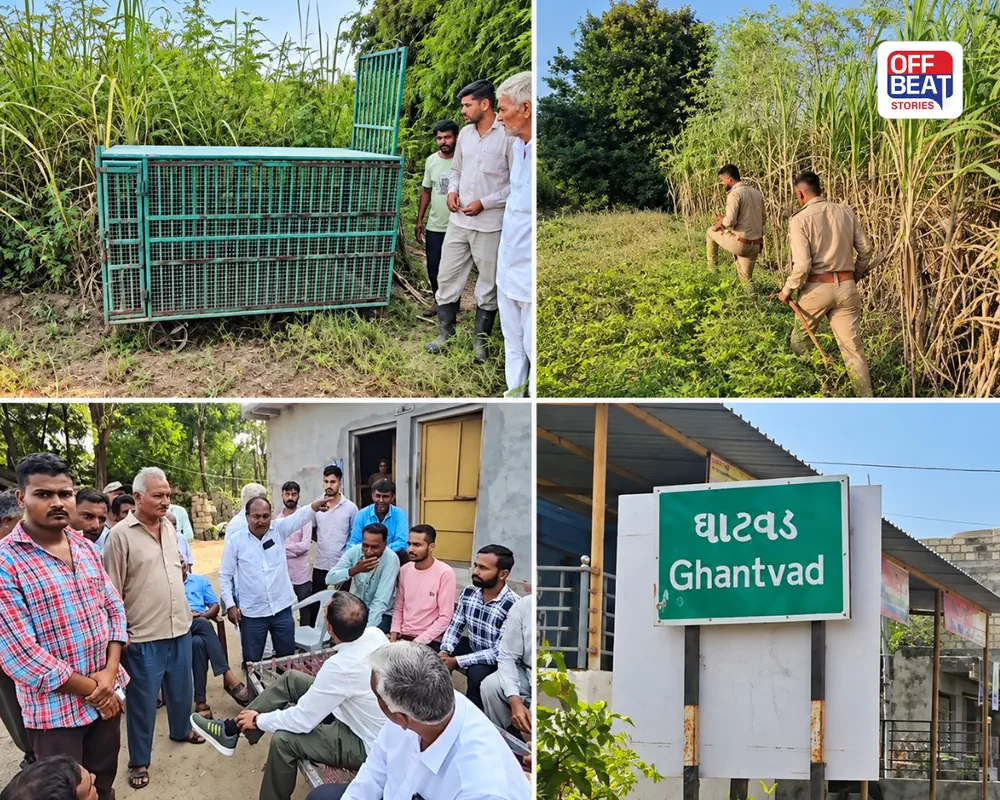 ગીર સોમનાથનાં કોડીનારના ઘાંટવડમાં દીપડાનો આતંક: માતા સાથે રમતા 8 વર્ષના બાળક પર હુમલો