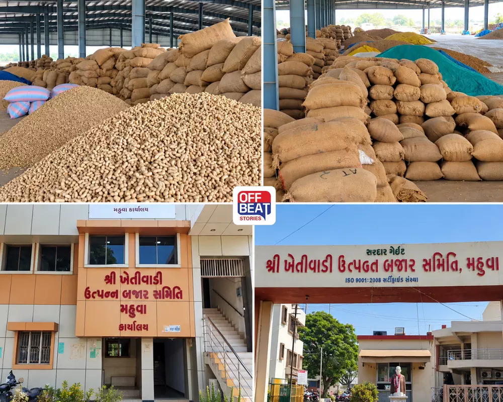 મગફળીના ખેડૂતો માટે મોટા સમાચાર: મહુવા યાર્ડમાં 56 હજાર ગુણીની આવકથી જગ્યા ખૂટી, આવક કરાઈ બંધ, જાણો હવે ક્યાં થશે હરાજી?