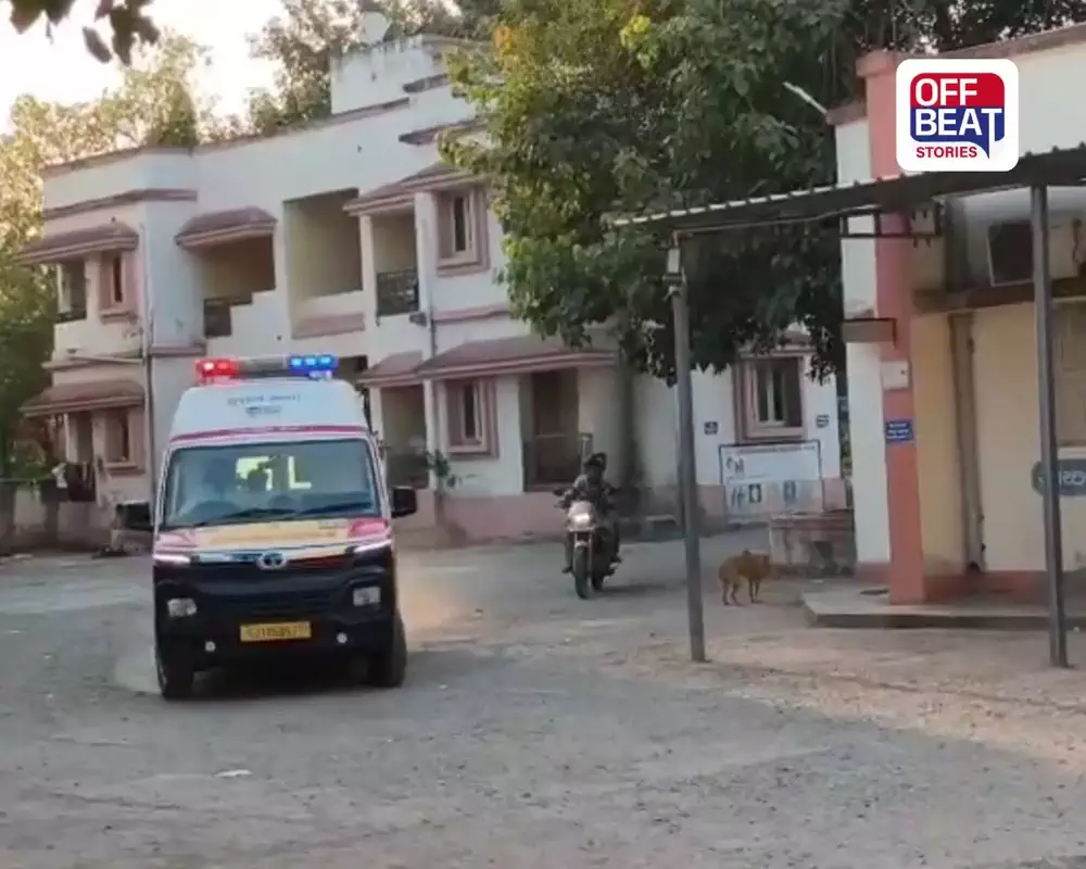 ગીર સોમનાથના ભીંગરણ ગામે લૂંટના ઇરાદે 80 વર્ષીય વૃદ્ધાની ઘાતકી હત્યા: એકલતાનો લાભ ઉઠાવી ગળા પર તીક્ષ્ણ હથિયારના ઘા ઝીંકી ઘરેણાં લૂંટી તસ્કરો ફરાર, નવા બંદર પોલીસની તપાસ શરૂ