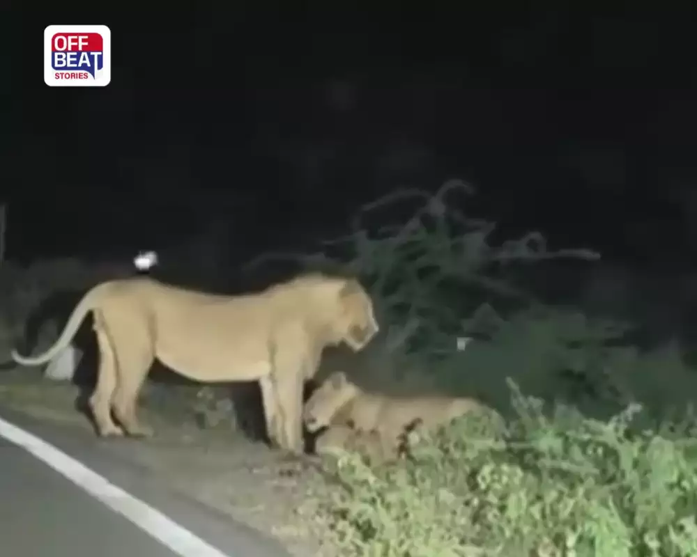 અમરેલીના ધારીમાં બચ્ચાં સાથે સિંહણ કેમેરામાં કેદ: દેવલા-રામપરા રોડનો વીડિયો વાયરલ