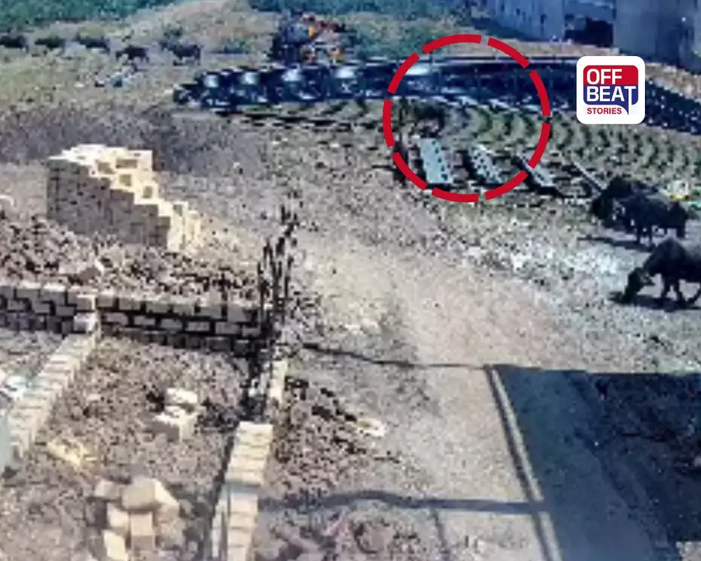 કેશોદ GIDCમાં ગમખ્વાર દુર્ઘટના!: લોખંડના એંગલ પડતાં પશુપાલક અને ભેંસનું મોત, જુઓ CCTV
