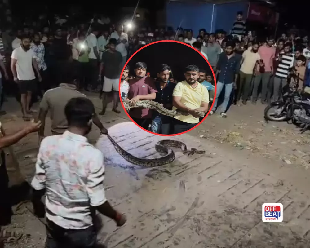 આણંદના મોરજમાં 10 ફૂટનો મહાકાય અજગર ઝડપાયો!: બે કલાકની જહેમત બાદ રેસ્ક્યૂ, સરપંચ અને રેસ્ક્યૂ ટીમ વચ્ચે ઉગ્ર બોલાચાલી