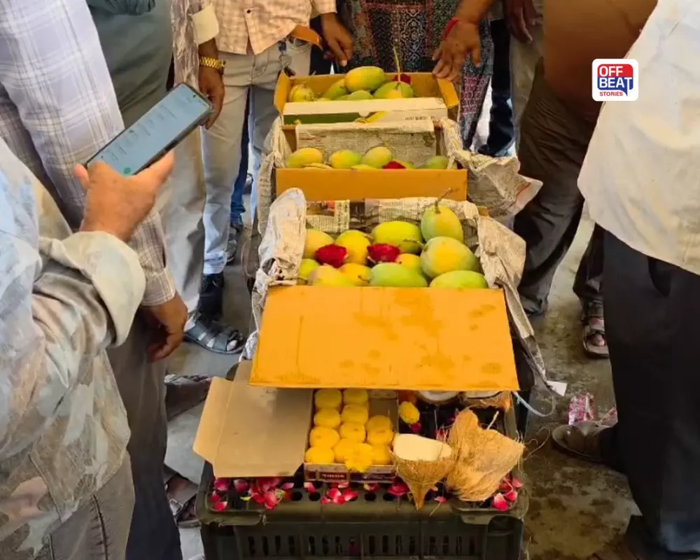 પોરબંદરમાં કુદરતનો કરિશ્મા?: શરદ ઋતુમાં આવી કેસર કેરી, હરાજીમાં કિલોના રૂ. 1,450નો ભાવ