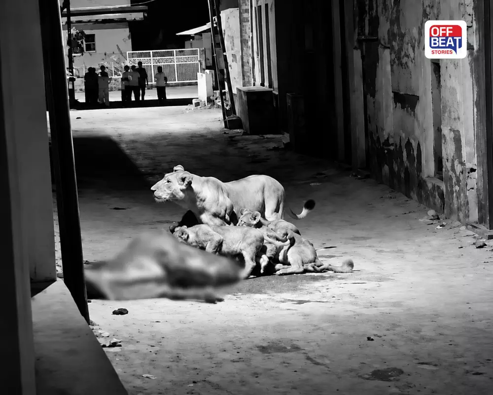 ગીર ગઢડાના ઝુડવડલીમાં સિંહ પરિવારનો ધમધમાટ: ગામની વચ્ચે માણી મિજબાની