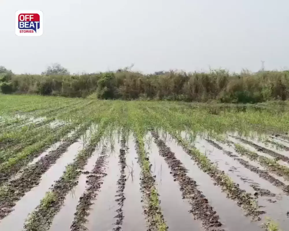 ભરૂચના જંબુસરના વાવલી ગામે નર્મદા કેનાલમાં ભંગાણ: 15થી 20 ખેડૂતોનાં ખેતરોમાં પાણી ફરી વળ્યું, પાણીના નિકાલ અને નુકસાનના સર્વેની માગ