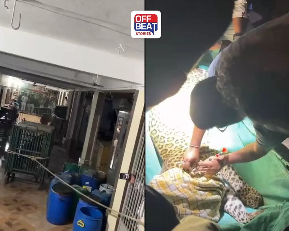 ગીર સોમનાથ: રિસોર્ટમાં શ્વાનનો શિકાર કરી સીડી નીચે છુપાડી ગયો દીપડો: 3 કલાકના હાઇ-ડ્રામા અને રેસ્ક્યુ બાદ પાંજરે પૂરાયો