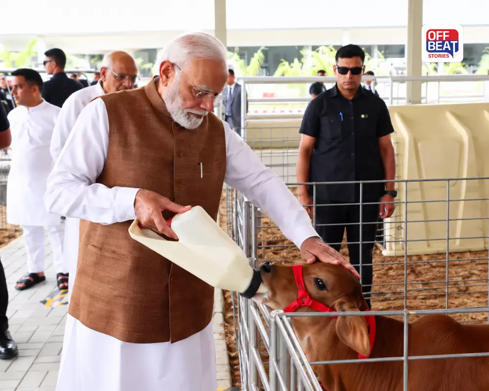 બનાસકાંઠાનાં ભીલડીમાં PM મોદીએ યોજ્યો રોડ-શૉ: BBBRC સેન્ટરનું કર્યું ઉદ્ઘાટન, વાછરડાંને પીવડાવ્યું દૂધ