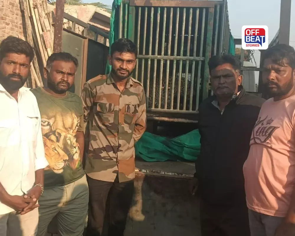 ભાવનગરના મહુવાના ગઢડા ગામે દીપડો પાંજરે પુરાયો: ગ્રામજનોને લાંબા સમયના ભયમાંથી રાહત